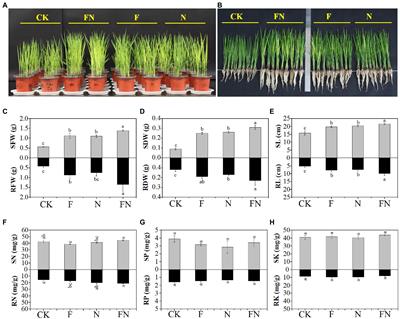 Co-inoculation of antagonistic Bacillus velezensis FH-1 and Brevundimonas diminuta NYM3 promotes rice growth by regulating the structure and nitrification function of rhizosphere microbiome